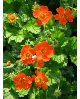 Humleblom